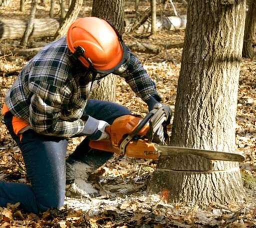 Tree Removal in Webster, MA